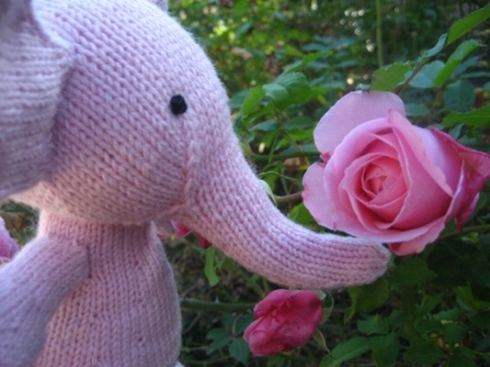 elisa-smelling-the-roses.jpg